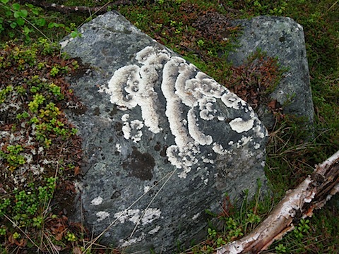 Abisko Juni 2009 Dag 2 - 30.jpg